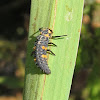 Seven-Spotted Ladybug Larva