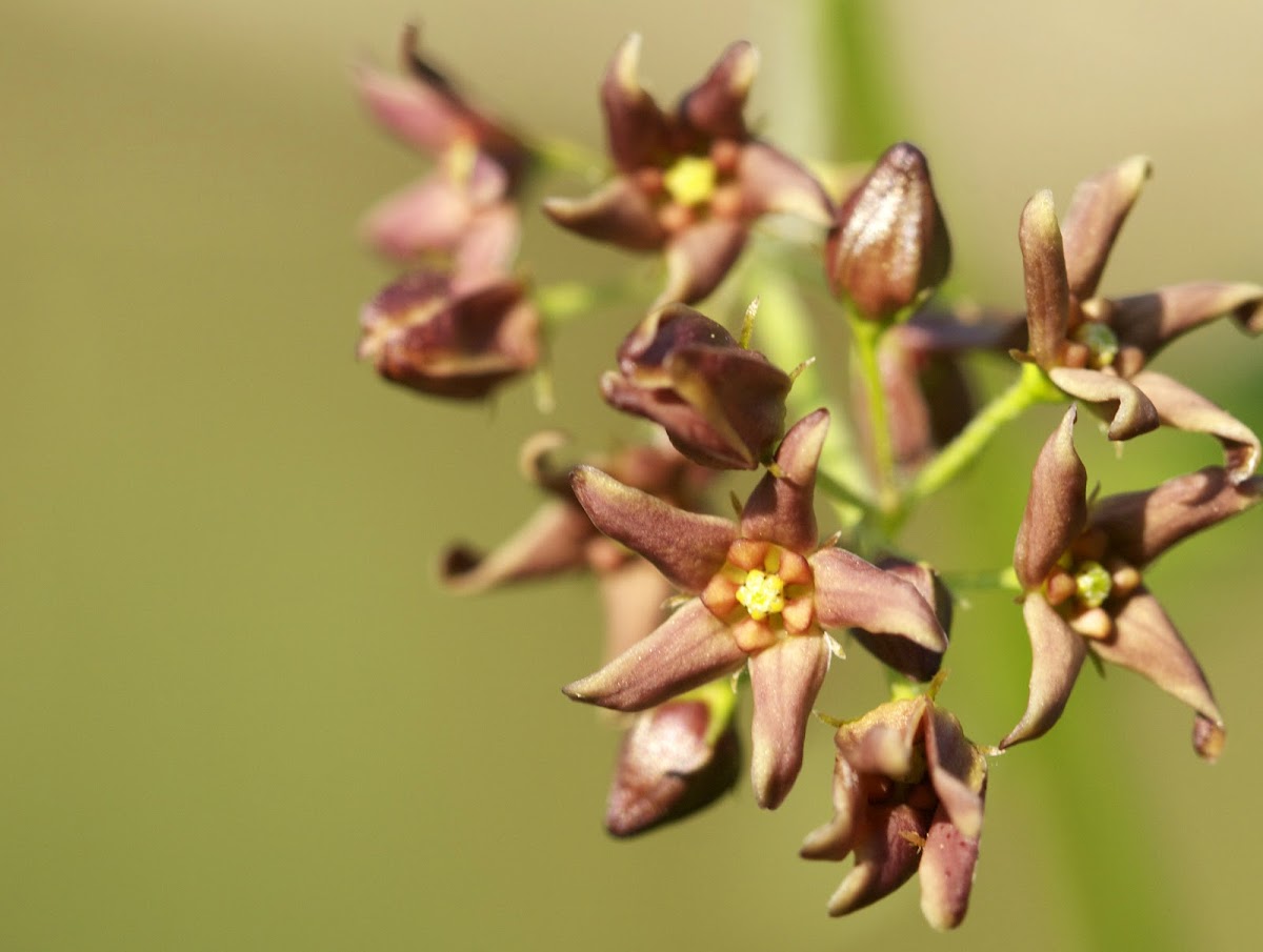 Pale Swallowwort