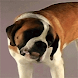 Dog Licking Screen Live Wallpa