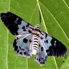 The Blue Tiger Moth