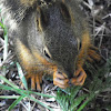 douglas squirrel or chickeree