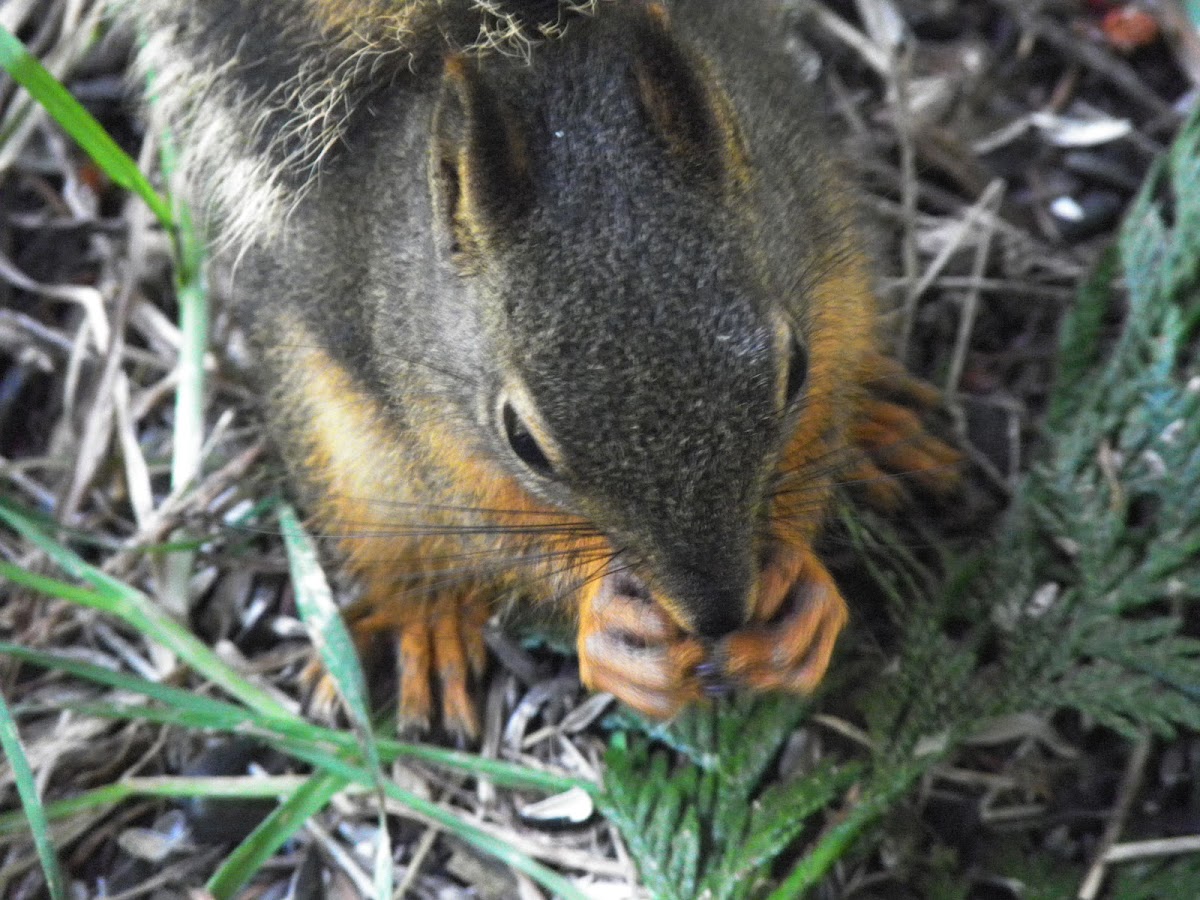 douglas squirrel or chickeree