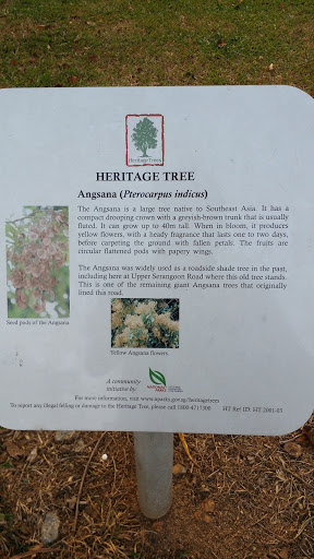 Heritage Tree at Woodleigh
