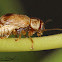 Scriptured Leaf Beetle