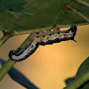 Catalpa Sphinx Moth Caterpillar