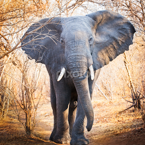 Meeting Mammoth wild elephant on African trail by Marjorie Speiser - Animals Other Mammals