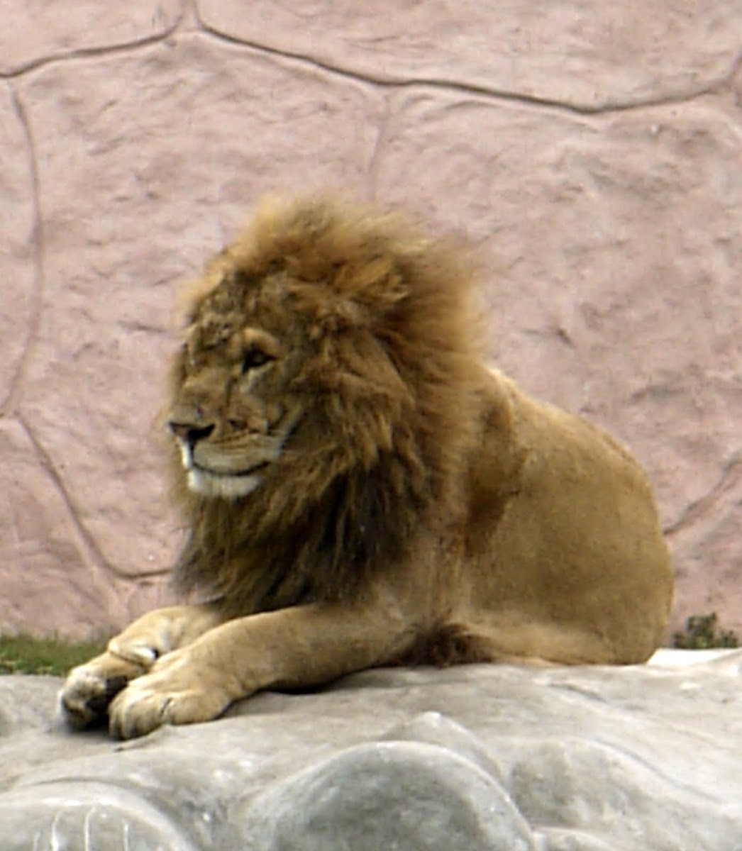 León / Lion