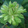 Green rose    c. 1833