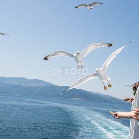 Seagulls chasing for food by Catalin Soare - Animals Birds