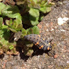 7-spot ladybird larva