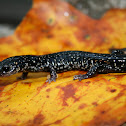 Slimy Salamander
