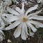 Starry Magnolia