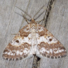 Powder Moth