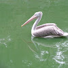 Grey Pelican