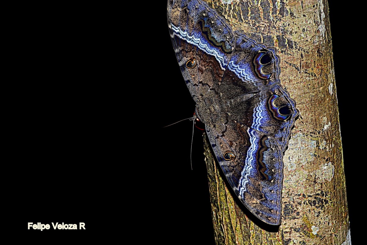 Black Witch Moth Mariposa de la muerte Project Noah