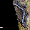 Black Witch Moth - Mariposa de la muerte