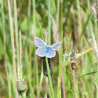 Common blue