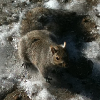 Eastern gray squirrel