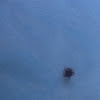 lone star tick (male)