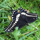 Black Swallowtail