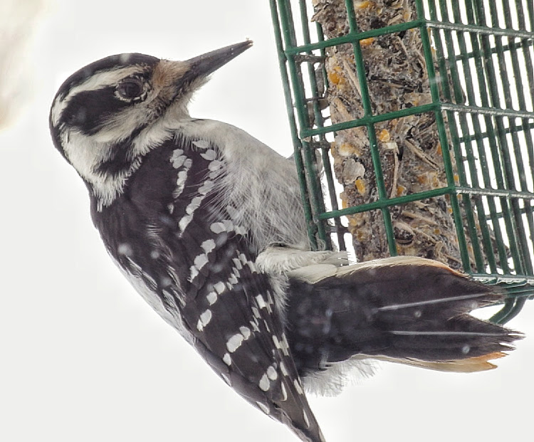 Hairy woodpecker (female)