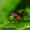 Phaonia subventa fly