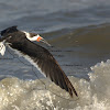Black Skimmer - Wing Topography