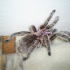 Chilean Rose Hair Tarantula