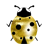 Good luck gold ladybird mobile app icon