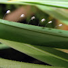 Green Lacewing Hatchlings