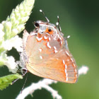 Juniper Hairstreak