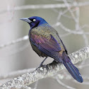 Common Grackle