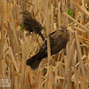 Red-winged Black Bird (female)