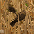 Red-winged Black Bird (female)