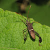 Eastern leaf-footed bug