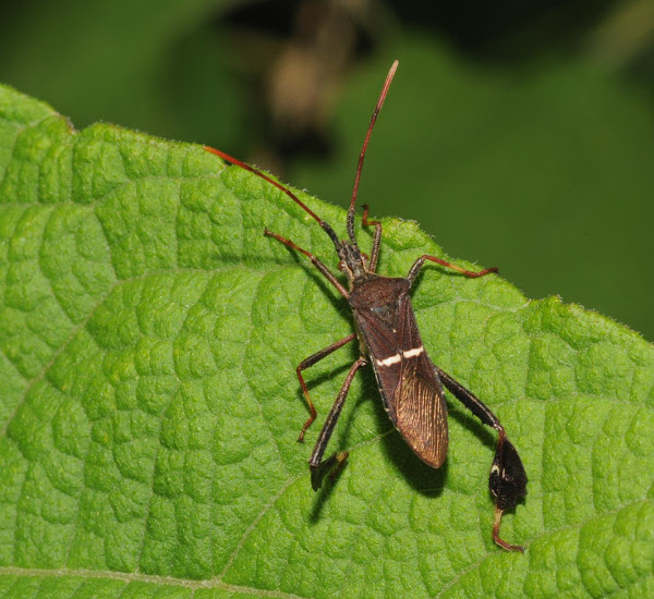 Eastern leaf-footed bug | Project Noah