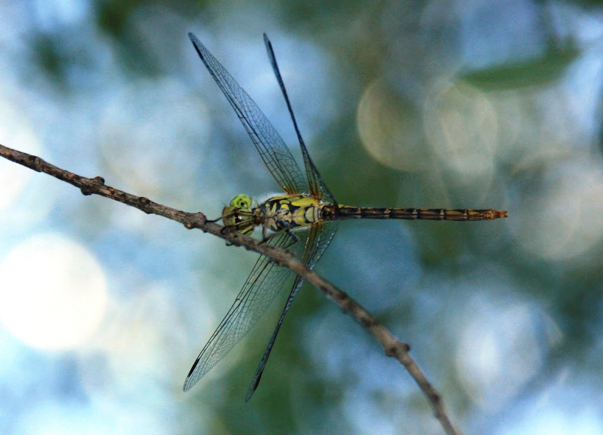 Emperor dragonfly (female)