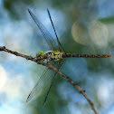Emperor dragonfly (female)