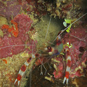 Banded Boxer Shrimp