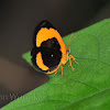 Callidulid Moth