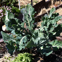 Romanescu broccoli