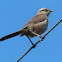 Chalk-browed Mockingbird / Sabiá-do-campo /
