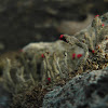 british soldier lichen
