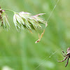 Star-bellied Orb Weaver Spiders
