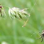 Star-bellied Orb Weaver Spiders