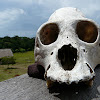 Red Howler Monkey skull