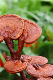 How to install Heilpilz Ling Zhi 1.5.25.75 apk for laptop