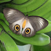 Urania Owl Butterfly
