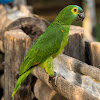 Papagaio-verdadeiro(Blue-fronted Parrot)