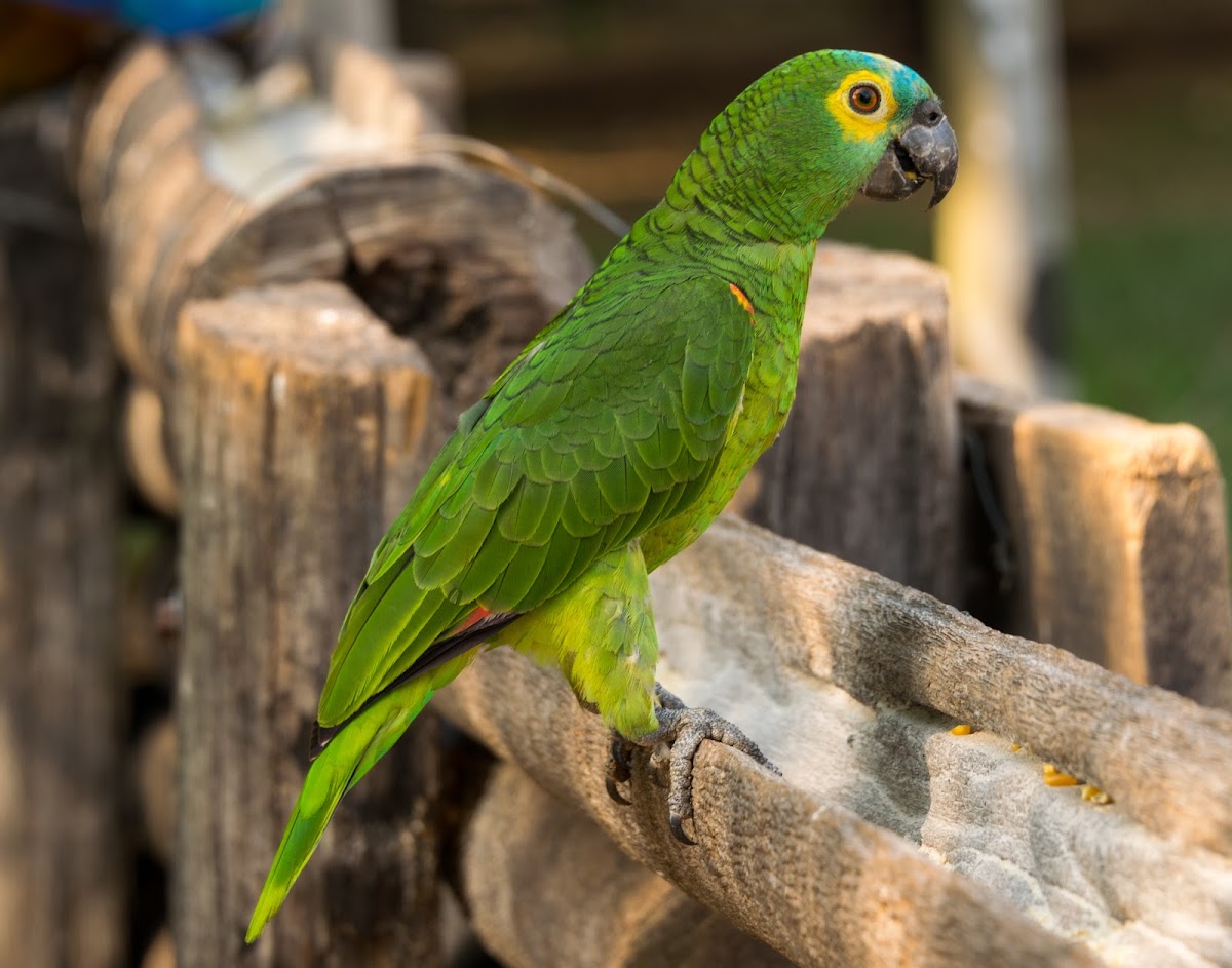 Papagaio-verdadeiro(Blue-fronted Parrot)
